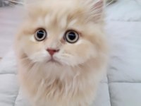 BRİTİSH LONGHAİR BAL BEBEKLER