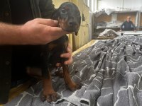 A+ Plus Doberman Yavrularımız