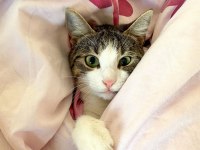 2 YAŞINDA DİŞİ TEKİR KEDİMİZE ACİL YUVA