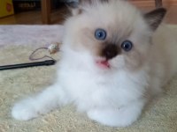 Safkan Ragdoll Mitted Point