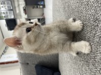 Golden british shorthair oğlumuz