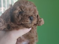 A kalite toy poodle yavrularımız