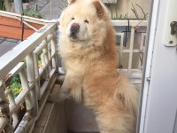 Maddi sıkıntılardan dolayı sahiplendirmek için çin aslanı