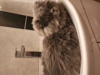 6 aylık aşıları tam scottish fold