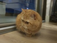 3 yaşında exotic shorthair erkek kedimiz
