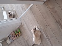 Blue point british shorthair