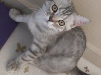 British shorthair oğlum Zeus yuvasını arıyor