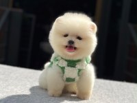 Ayıcık Suratlı Pomeranian Boo Yavrular