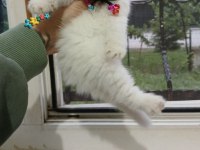 2 Aylık British Shorthair Bebekler