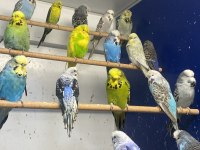 Show jumbo muhabbet kuşu