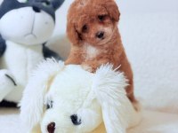 Çift Renk Toy Poodle Yavrum