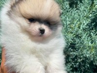 Erkek teacup boy teddy bear pomeranian