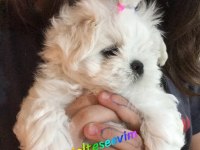 Maltese A Şecereli Kore Man Maltese