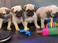 Irk Ve Sağlık Garantili Pug