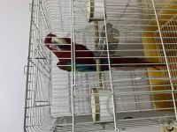 Ara macaw papağanı