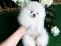 Yavru pomeranian köpekleri