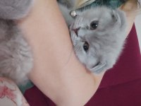 Scottish fold acil vermek istiyorum