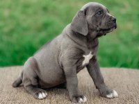 Safkan eğitimli cane corso