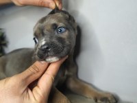 Egzotik cane corso yavrularım