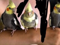 2 erkek ve 2 dişi sultan papağanı