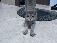 Ücretsiz kedimiz acil yuva