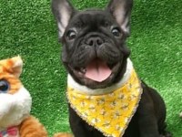 FRENCH BULLDOG YAVRULARI