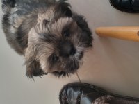 Güzel shih tzu kızım yeni evine gitmeye hazır