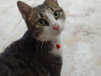 TEKİR CİNSİ 1 YAŞINDA AŞILARI TAM DİŞİ KEDİMİZ
