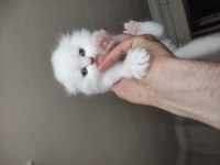 Red point blue eyes scottish fold