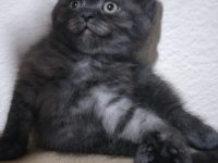 British shorthair 2 aylık