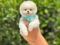 POMERANİAN BOO BEBEKLER IRK VE SAĞLIK GARANTİLİ