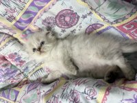 A KALİTE SCOTTİSH FOLD AÇIKLAMAYI OKUYUN
