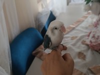 Full evcil sevda papağanı