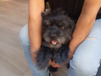 KÖPEĞİMİZİ EŞLEŞTİRMEK İSTİYORUZ