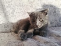 Güzel cins kedi