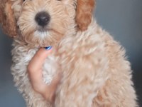 TOY POODLE YAVRUMUZ YUVASINI ARIYOR
