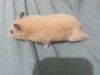 Acil hamster ilan çok ucuza vereceğim