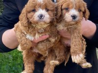 Orjinal Teacup Garantili Maltipoo