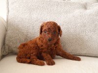 Poodle köpeğimiz yuvaya gitmeye hazırız