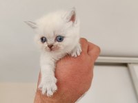 Bluepoint british shorthair yavru kediler