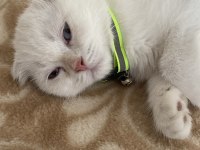 2.5 aylık erkek scottish fold acil yuva
