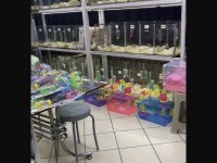 YOU ASK FOR A HAMSTER WELL BRİNG İT TO ANTALYA