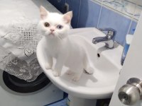 3 yaşında erkek odd eyes british shorthair