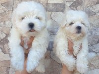 Maltese-Terrier Çok Sevimli Yavrular