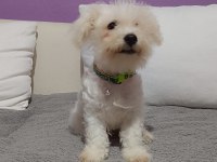 4 aylik terrier bebek uyguna verilecek