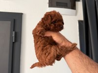 KOREA TOY POODLE GERÇEK ORJİNAL YAVRULAR