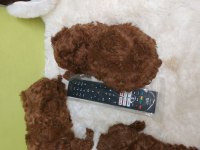 Kore bebekler 2 erkek bir dişi poodle