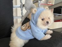 Pomeranian Ayıcık