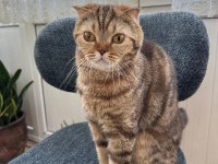 BRITISH KEDİMİZ ÜCRETSİZ SAHİPLENDİRME