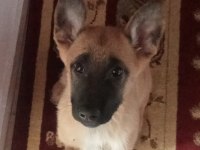 Malinois 3.5 aylık